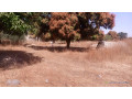 terrain-de-300-metres-carres-a-vendre-a-nianing-sn-small-0
