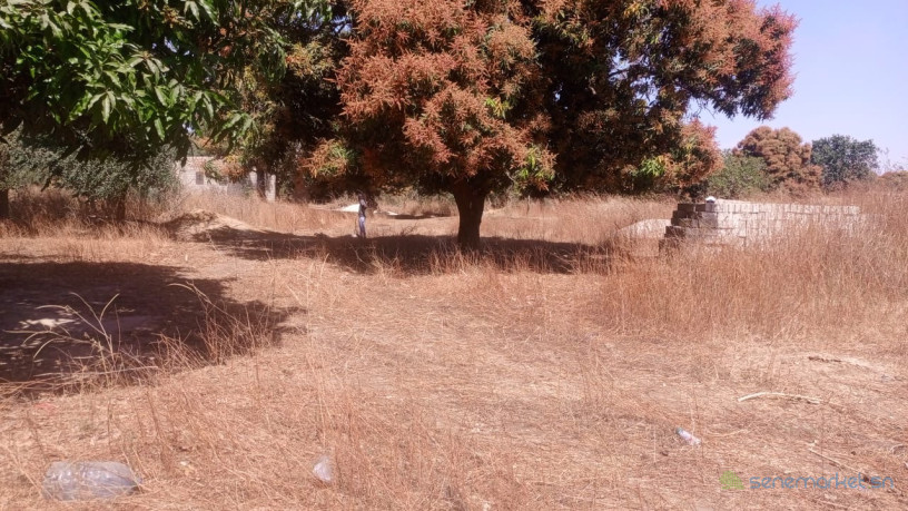 terrain-de-300-metres-carres-a-vendre-a-nianing-sn-big-0