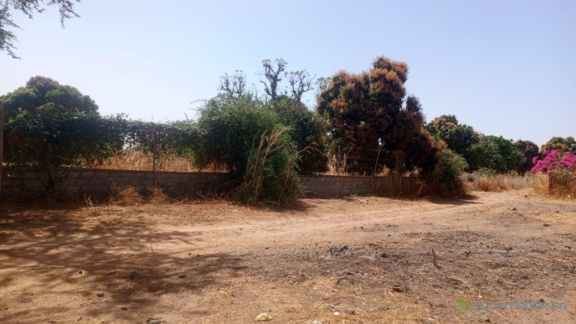 terrain-de-8000-metres-carres-a-vendre-a-warang-senegal-big-2