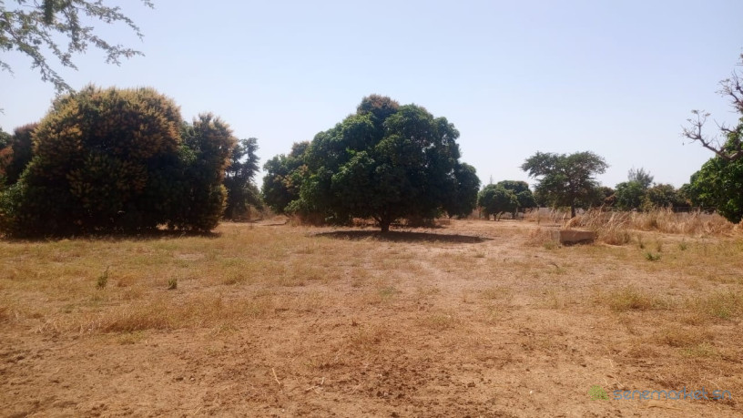 terrain-de-8000-metres-carres-a-vendre-a-warang-senegal-big-0