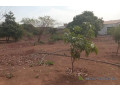 verger-de-140-hectare-vers-fandene-thies-small-2