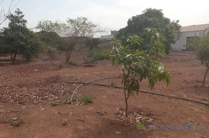 verger-de-140-hectare-vers-fandene-thies-big-2