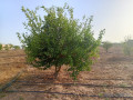 verger-de-1-hectare-vers-keur-moussa-thies-small-1