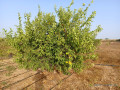 verger-de-1-hectare-vers-keur-moussa-thies-small-0