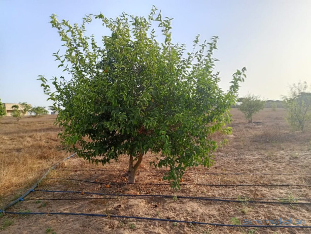 verger-de-1-hectare-vers-keur-moussa-thies-big-1