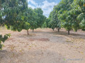 verger-de-250-hectares-vers-fandene-thies-small-2
