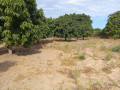 verger-de-250-hectares-vers-fandene-thies-small-1