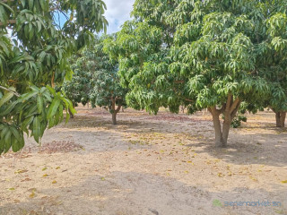 Verger de 2,50 hectares vers Fandéne Thiès