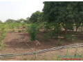 verger-de-2-hectares-vers-pout-thies-small-0