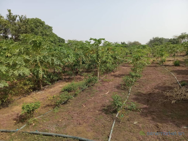 verger-de-2-hectares-vers-pout-thies-big-1