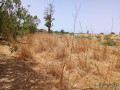 location-terrain-agricole-de-7000-m2-vers-notto-diobass-thies-small-1