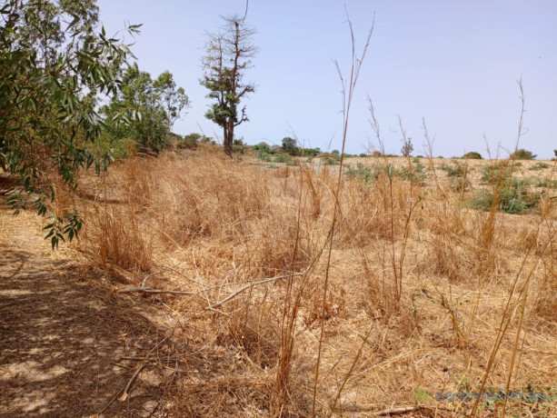 location-terrain-agricole-de-7000-m2-vers-notto-diobass-thies-big-1