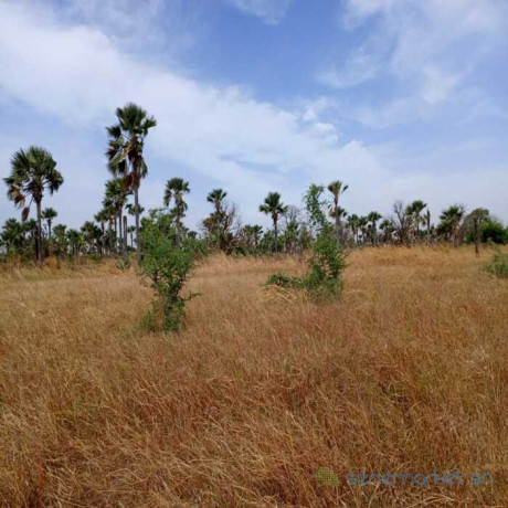 terrain-agricole-de-102-hectare-vers-fadene-thies-big-1