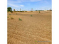 terrain-agricole-de-3-hectares-vers-nguekhokh-mbour-small-2