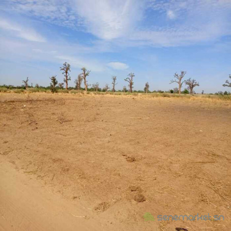 terrain-agricole-de-3-hectares-vers-nguekhokh-mbour-big-1