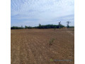terrain-agricole-de-2-hectares-vers-nguekhokh-mbour-small-1