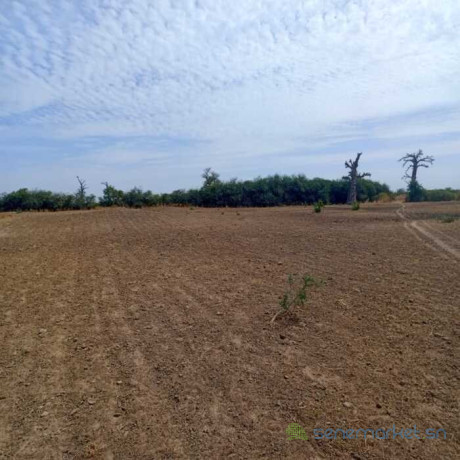 terrain-agricole-de-2-hectares-vers-nguekhokh-mbour-big-1