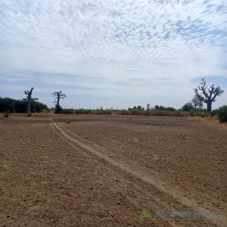 terrain-agricole-de-2-hectares-vers-nguekhokh-mbour-big-2