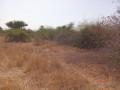 terrain-agricole-de-5000-m2-vers-pout-thies-small-1