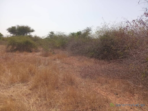 terrain-agricole-de-5000-m2-vers-pout-thies-big-1