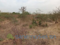 terrain-agricole-de-2-hectares-vers-sindia-mbour-small-1