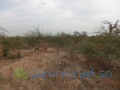 terrain-agricole-de-2-hectares-vers-sindia-mbour-small-0