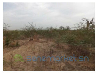 Terrain agricole de 2 Hectares vers Sindia Mbour
