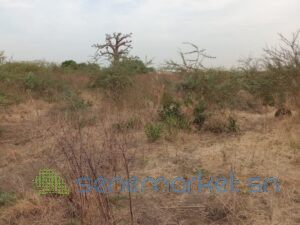 terrain-agricole-de-2-hectares-vers-sindia-mbour-big-1