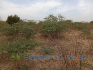 terrain-agricole-de-2-hectares-vers-sindia-mbour-big-2