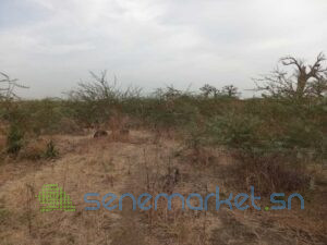 terrain-agricole-de-2-hectares-vers-sindia-mbour-big-0
