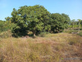 location-verger-de-1-hectare-vers-keur-moussa-thies-small-0