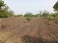 verger-de-2-hectares-vers-pout-thies-small-0