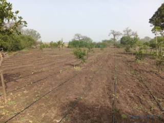 Verger de 2 Hectares vers Pout Thiès