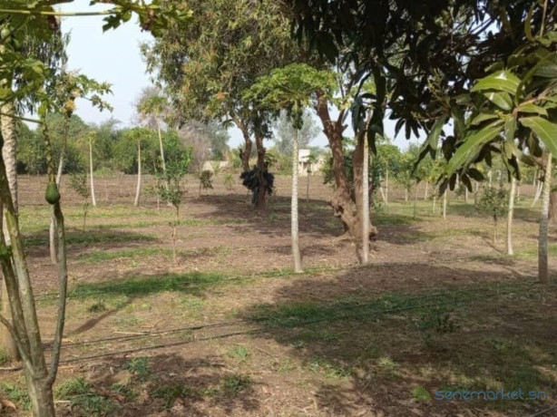 verger-de-2-hectares-vers-pout-thies-big-2