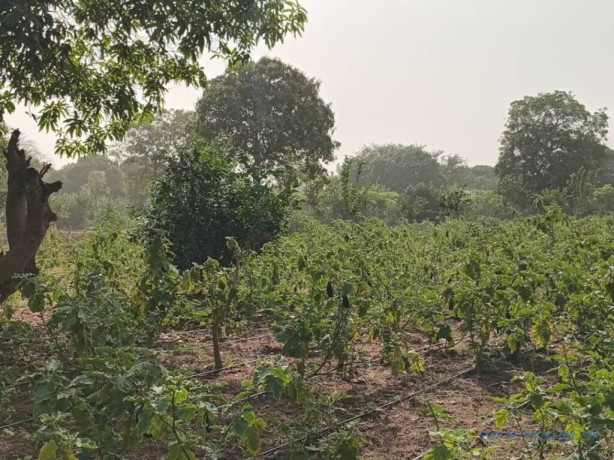 verger-de-2-hectares-vers-pout-thies-big-1