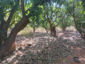 verger-de-114-hectare-vers-keur-moussa-thies-small-1