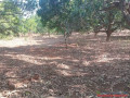 verger-de-114-hectare-vers-keur-moussa-thies-small-3