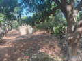 verger-de-114-hectare-vers-keur-moussa-thies-small-0