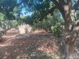 Verger de 1,14 hectare vers Keur Moussa Thiès