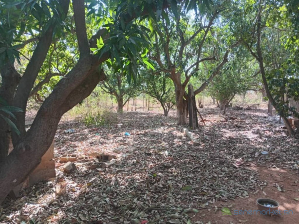 verger-de-114-hectare-vers-keur-moussa-thies-big-1