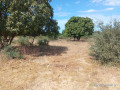 verger-de-3-hectares-vers-fandene-thies-small-0