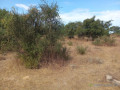 verger-de-3-hectares-vers-fandene-thies-small-2