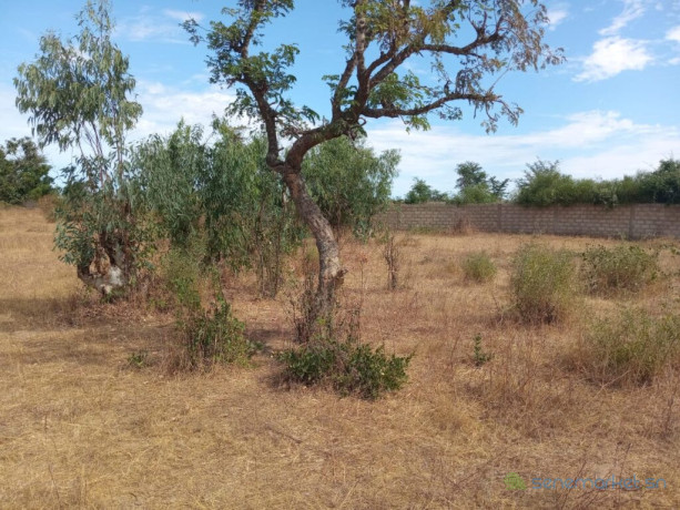 verger-de-3-hectares-vers-fandene-thies-big-3