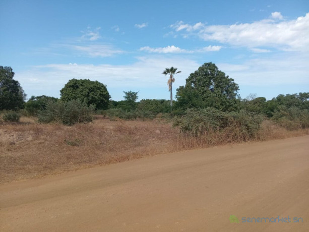 verger-de-3-hectares-vers-fandene-thies-big-1