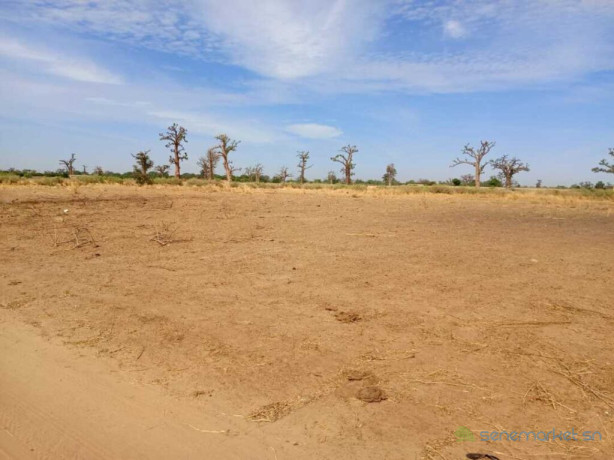 terrain-agricole-de-399-hectares-vers-nguekhokh-mbour-big-2