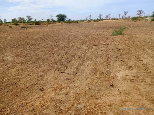 terrain-agricole-de-399-hectares-vers-nguekhokh-mbour-big-0