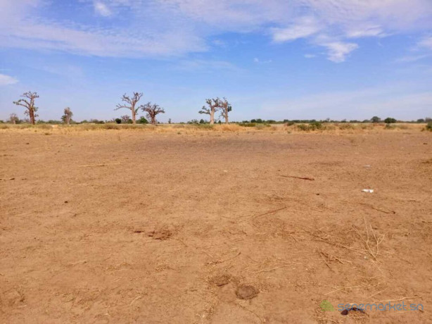 terrain-agricole-de-399-hectares-vers-nguekhokh-mbour-big-3
