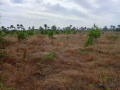 verger-de-2-hectares-vers-fandene-thies-small-3
