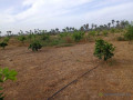 verger-de-2-hectares-vers-fandene-thies-small-2