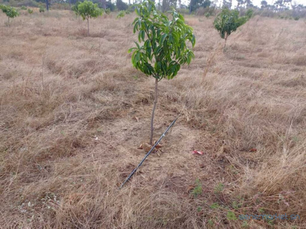 verger-de-2-hectares-vers-fandene-thies-big-1
